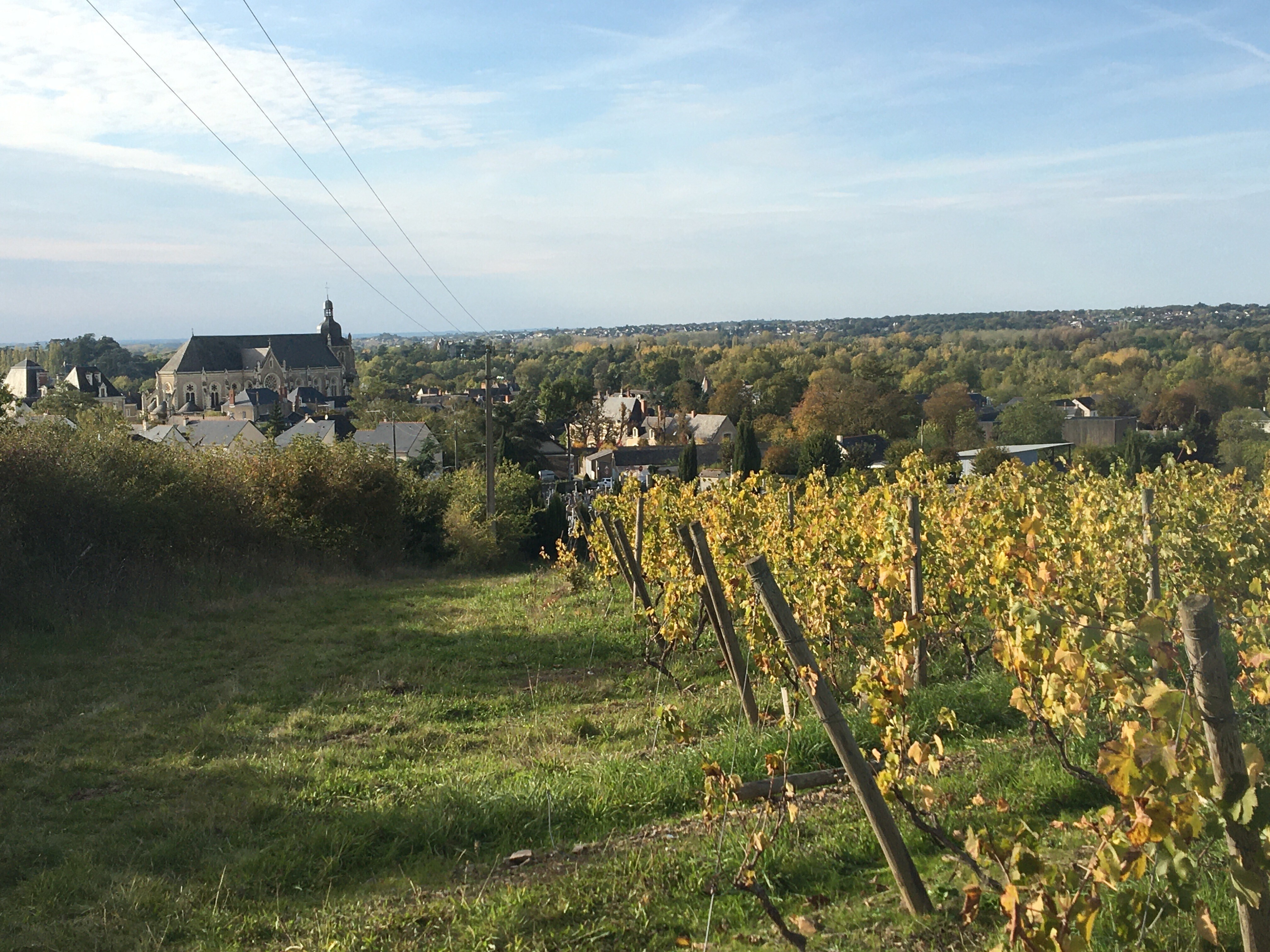 vigneron